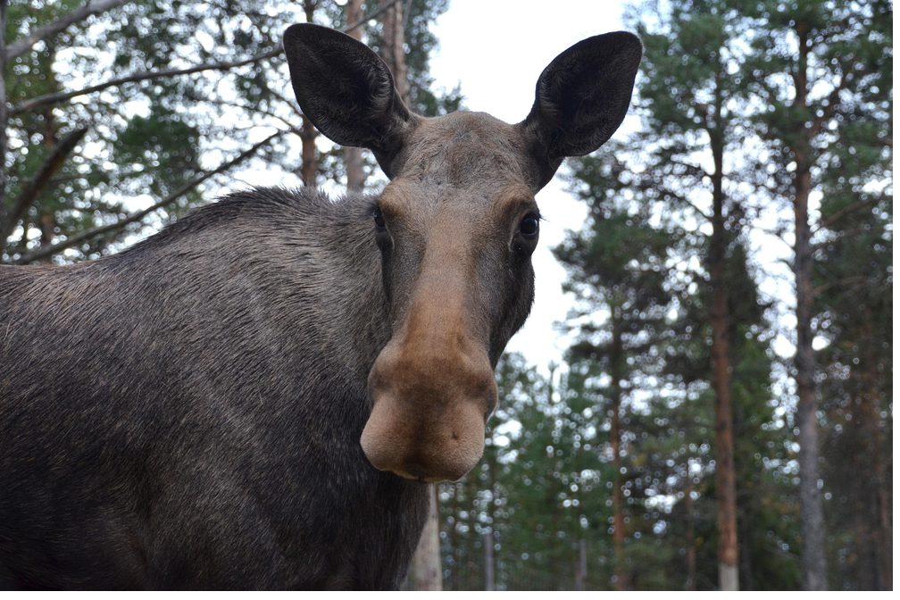 Elch aus der Nähe im schwedischen Wald