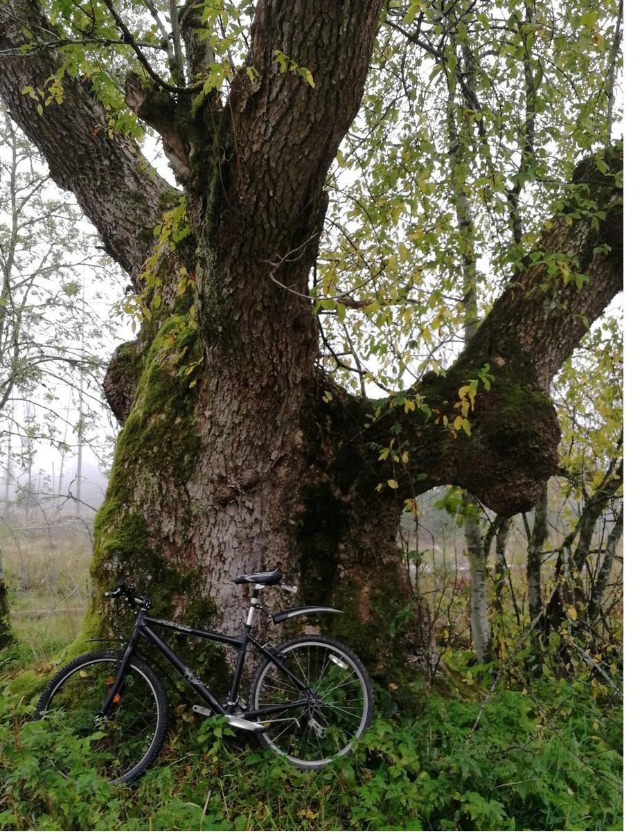 Fahrrad lehnt an einem alten Baum in schwedischer Landschaft
