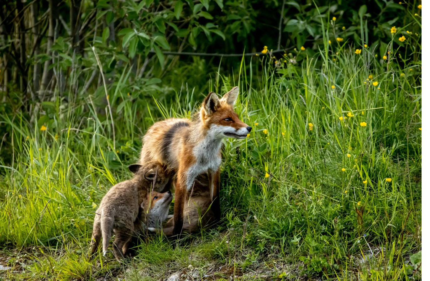 Fuchs mit Welpen in schwedischer Wiesenlandschaft
