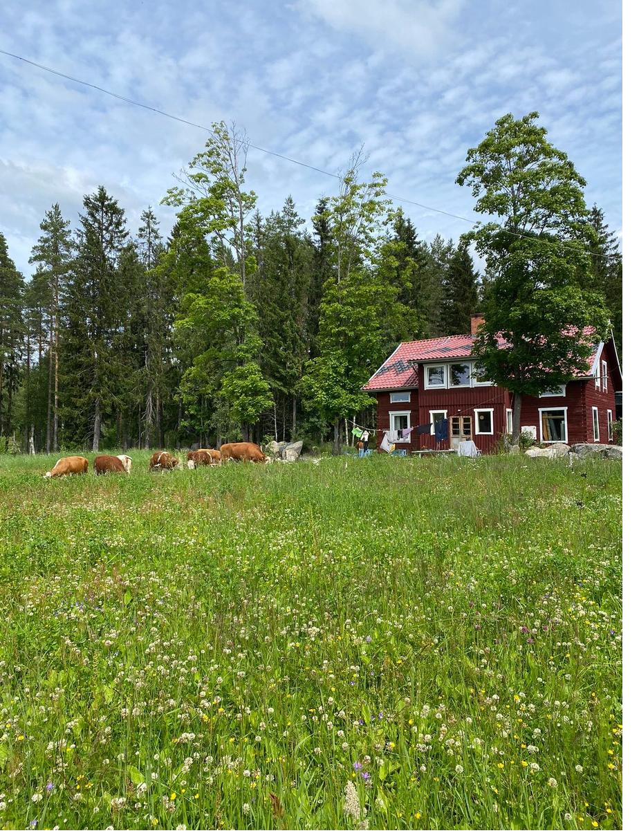 Rotes Haus mit Kühen auf der Sommerwiese in Dalarna