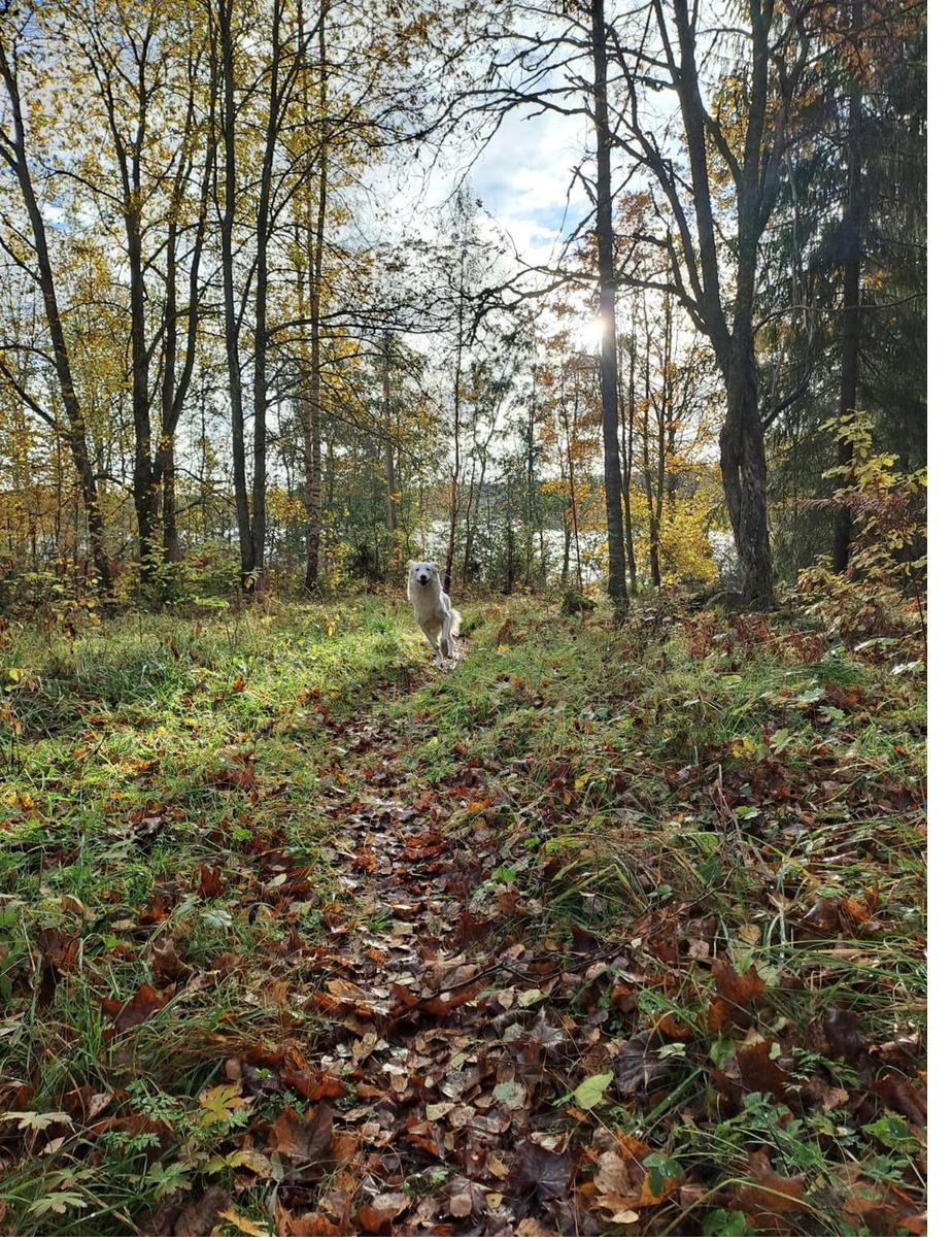 Herbstwald in Dalarna