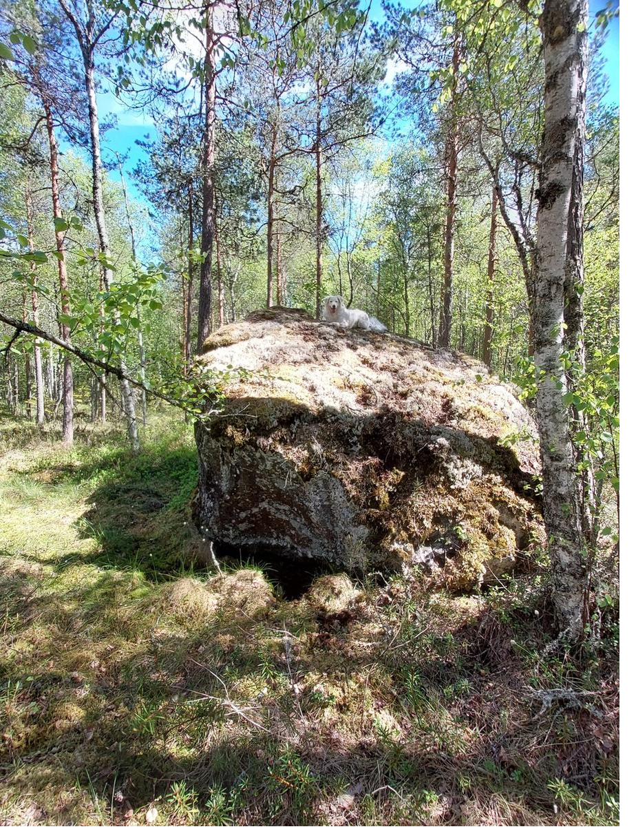 Hund sitzt auf einem Felsen in Dalarna mit Blick über die Landschaft