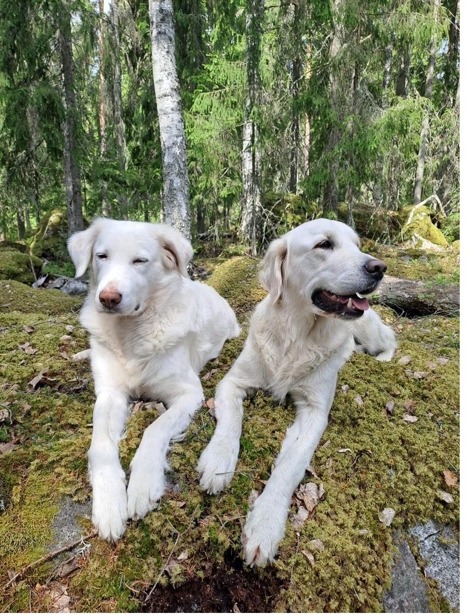 Zwei weiße Hunde liegen auf einem Moosfelsen im schwedischen Wald