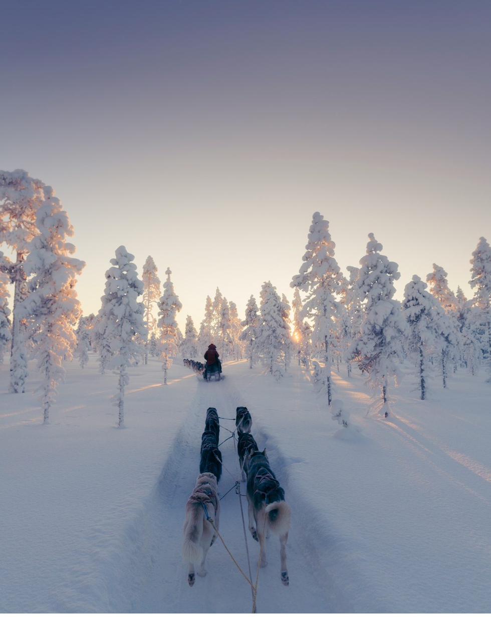 Hundeschlitten in verschneiter Winterlandschaft Dalarna