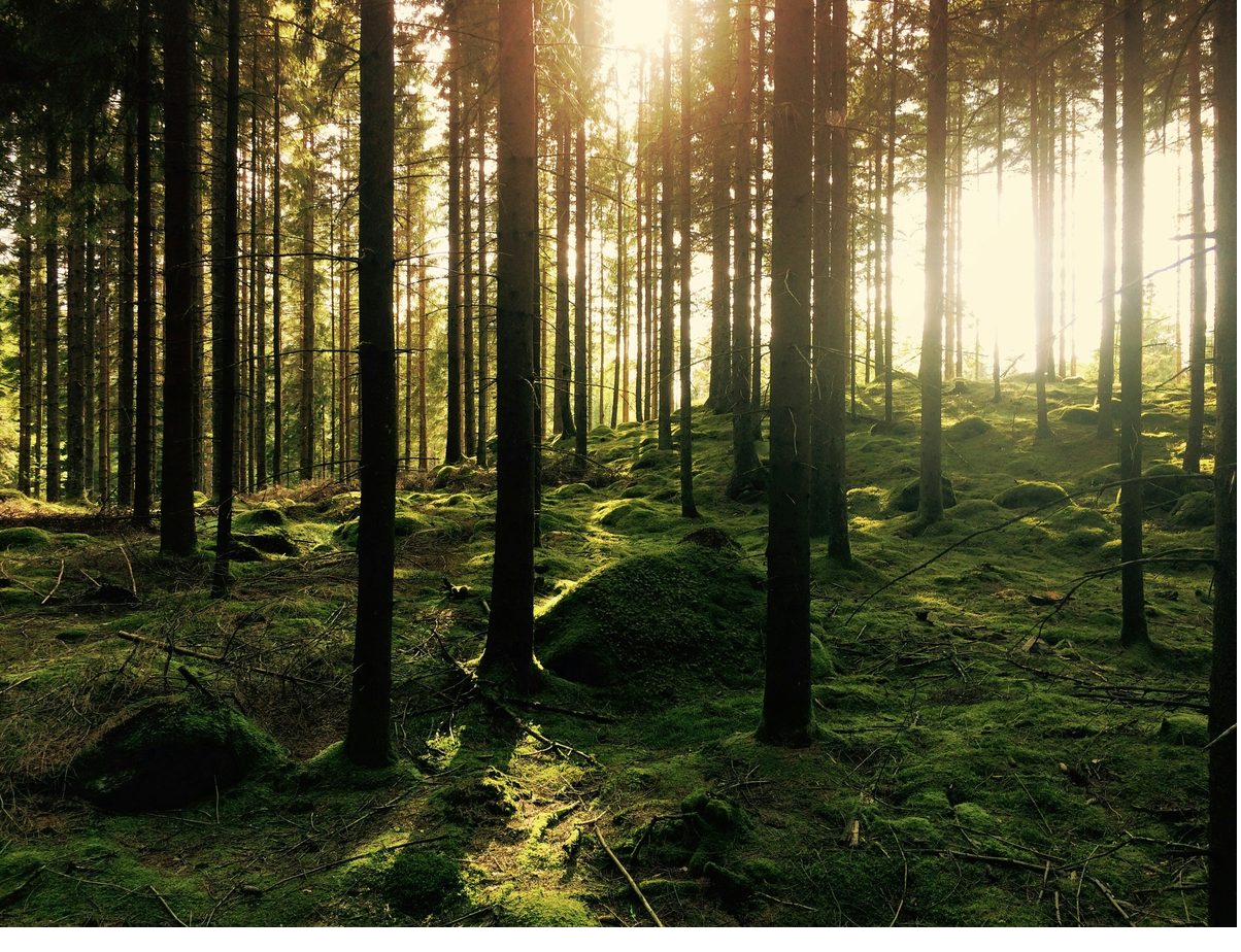 Mooswald mit Sonnenstrahlen in Schweden