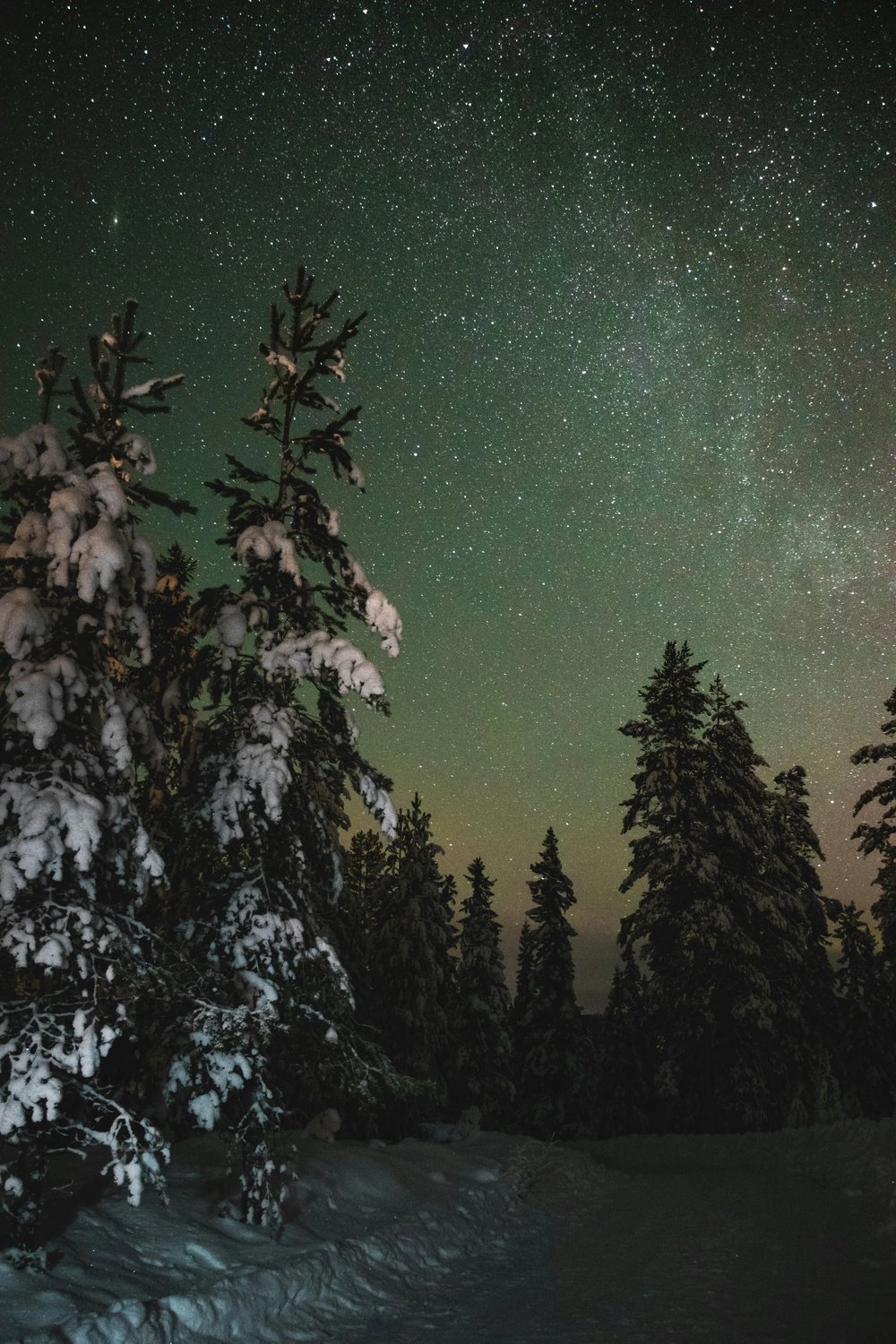 Sternenhimmel und Polarlicht über verschneitem Wald in Dalarna
