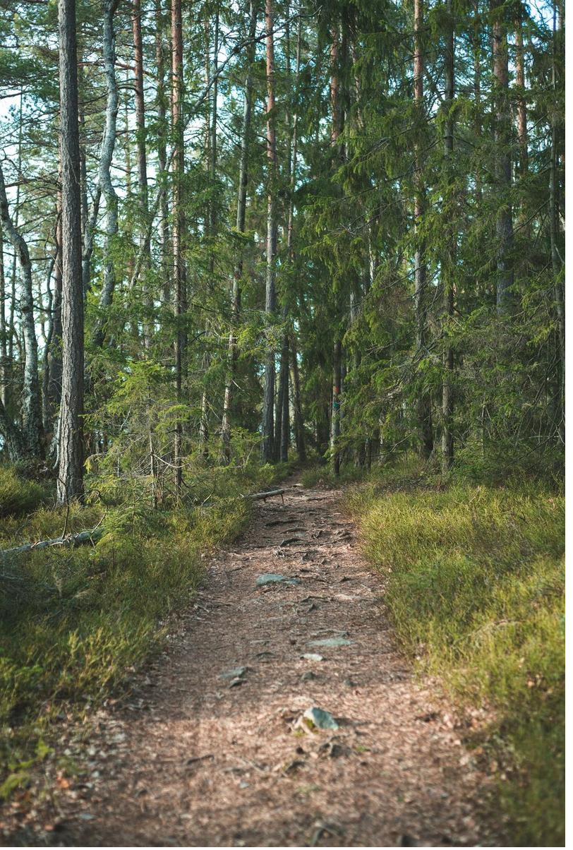 Schmaler Waldpfad durch moosbedeckten Wald in Dalarna