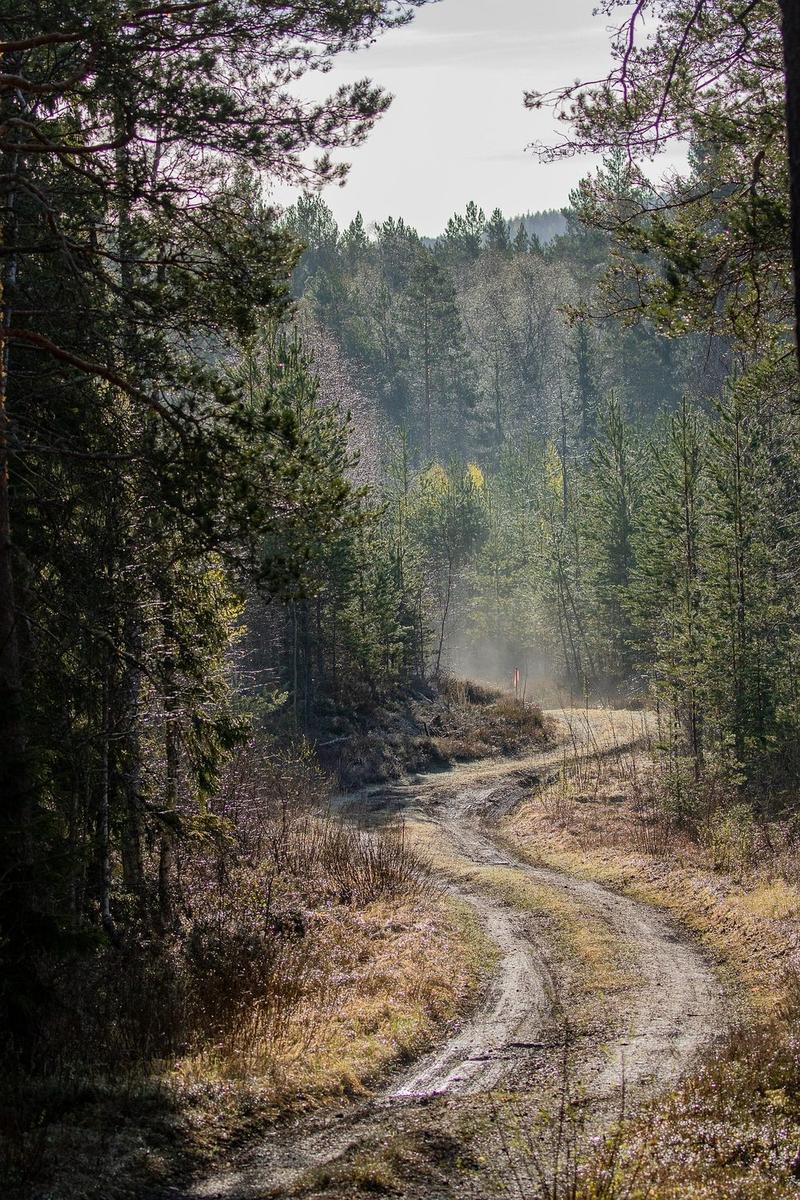 Waldweg durch lichten Birkenwald in Dalarna
