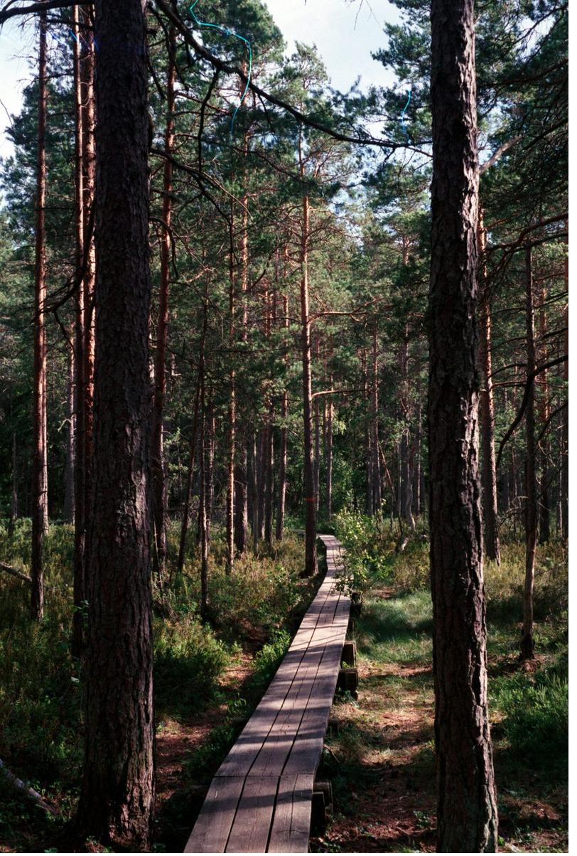 Holzsteg über Feuchtgebiet auf Wanderweg in Dalarna