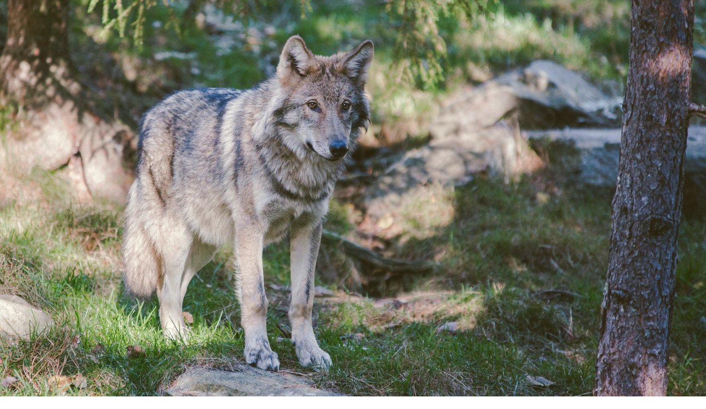 Wolf in schwedischem Wald